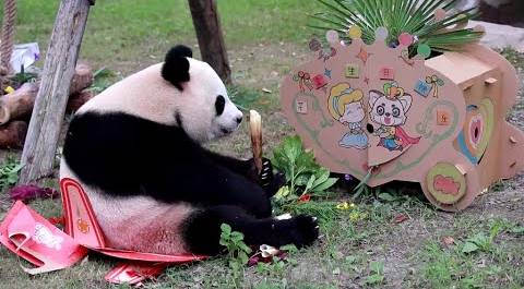 В Шанхае отпраздновали дни рождения трех панд