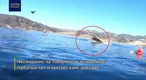 В США горбатый кит атаковал каяк с двумя туристками