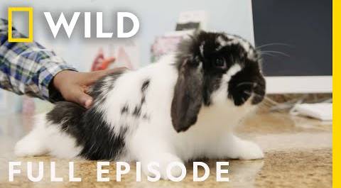 Blue Ribbon Bunny (Full Episode) | Critter Fixers | Nat Geo Wild