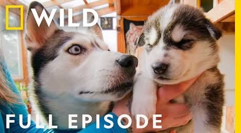 Pups in the Oven (Full Episode) | Dr. Oakley, Yukon Vet