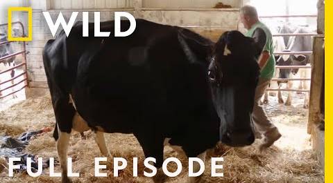 Emergency Labor (Full Episode) | The Incredible Dr. Pol