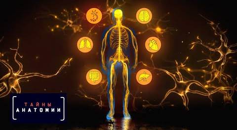 Нервная система | Тайны анатомии