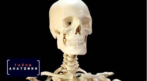 Скелет | Тайны анатомии