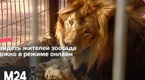 "Это наш город": Московский зоопарк подготовил новый онлайн-проект - Москва 24