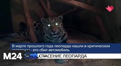 "Москва и мир": спасение леопарда и хроники вируса - Москва 24