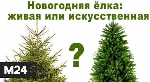 Как выбрать идеальную новогоднюю ёлку? Городской стандарт - Москва 24