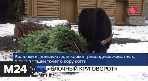 "Москва и мир": елки для Московского зоопарка и лесные пожары в Австралии - Москва 24