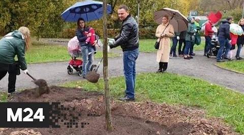 "Это наш город": москвичи подали более 3 тысяч заявок на участие в акции "Наше дерево" - Москва 24
