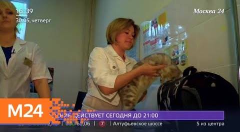 "Жизнь в большом городе": чипирование животных - Москва 24