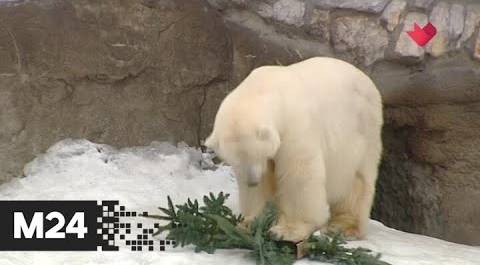 "Это наш город": в Московском зоопарке отметят Международный день полярного медведя - Москва 24