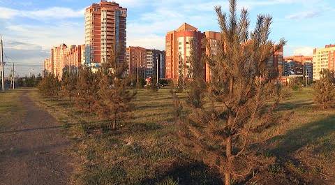 В Красноярске ради Универсиады вырубили гектары деревьев. Взамен посадили "палочки"