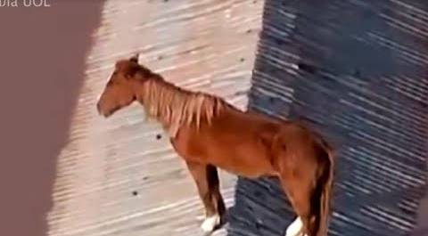 Лошадь залезла на крышу затопленного дома и спаслась от наводнения в Бразилии