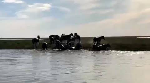65 лошадей спасли из воды в Атырауской области Казахстана