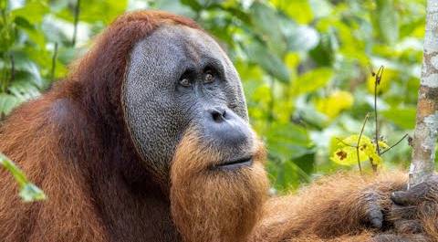 Орангутанг впервые обработал рану целебным растением