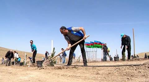Сотрудники «МИРа» в Азербайджане высадили 500 оливковых деревьев