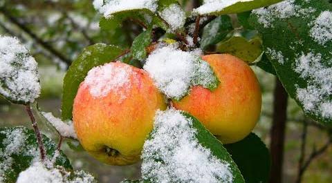 Россия потеряет треть урожая фруктов из-за майских заморозков