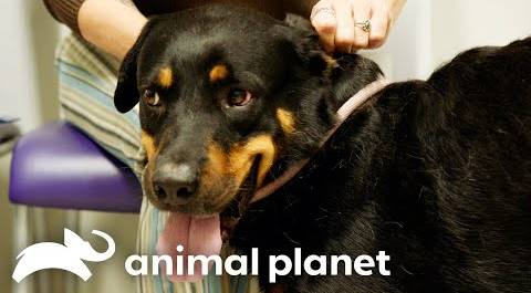 Newfound Hope for Hoppy | The Vet Life | Animal Planet