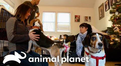 A Dog Family Gets A New Furry Family Member | Pit Bulls & Parolees | Animal Planet