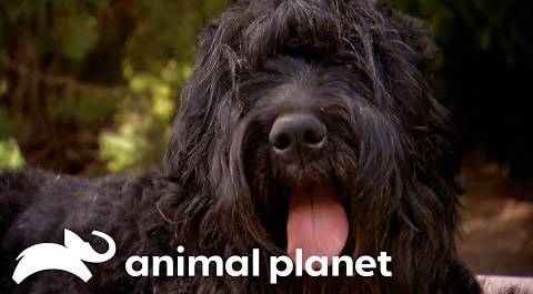 This Black Russian Terrier’s Fascinating Journey as a Mom and a Reading Therapy Dog | Too Cute!