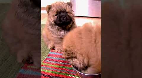 Cute Chow Chow puppies need to learn to share | Too Cute! | Animal Planet