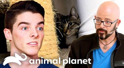 A Genuine Case of Cat Phobia | My Cat From Hell | Animal Planet