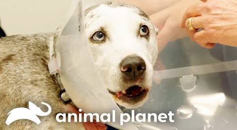 Tyler The Dog Braves Through Surgery | The Vet Life | Animal Planet