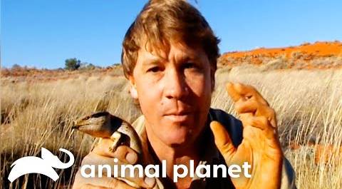 Steve Irwin Encounters Cute Lizards & Deadly Snakes | Crocodile Hunter | Animal Planet