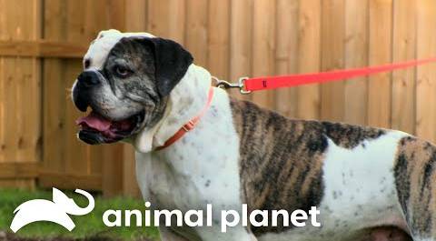 A Potential New Forever Home for Cheech | Pit Bulls & Parolees | Animal Planet