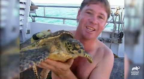 Steve Irwin Studies Sea Turtle in Moreton Bay | The Crocodile Hunter | Animal Planet