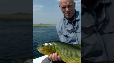 Catching a Terrifying Golden Dorado | River Monsters | Animal Planet