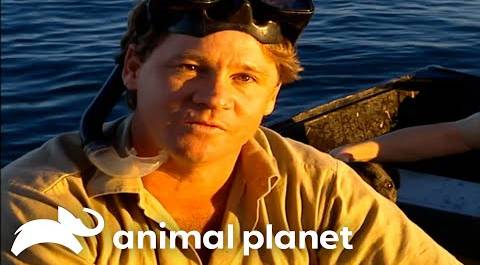Steve Irwin’s Jaw-Dropping Encounter With Tiger Sharks | Crocodile Hunter | Animal Planet