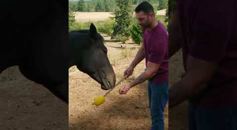 Unlocking the horse training methods of Lee Asher | My Pack Life | Animal Planet