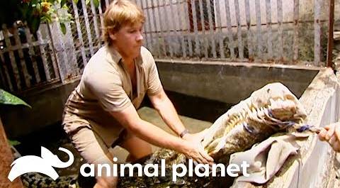Heart-Pounding Close Call: Steve Irwin vs Massive Crocodile | Crocodile Hunter | Animal Planet
