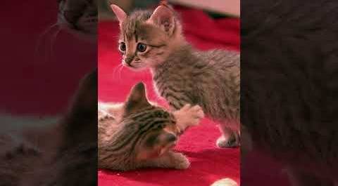 4-week-old Savannah kittens work on their hunting skills | Too Cute! | Animal Planet