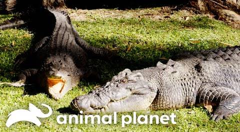 Love Is In The Air For Crocodiles Acco & Cassie | The Crocodile Hunter | Animal Planet