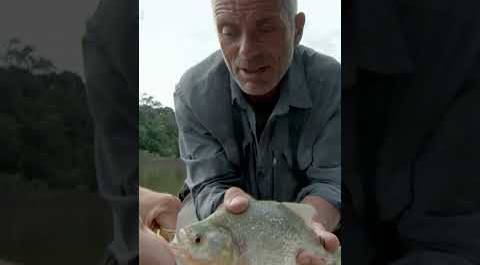 Piranha Breaks Through Steel With Its Teeth | River Monsters | Animal Planet
