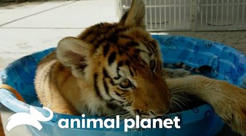 A Houston Flood Leads to A Displaced Tiger | The Vet Life | Animal Planet