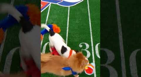 Emma The Dog Completes an Impressive 40 Yard Carry! | Puppy Bowl XIX | Animal Planet