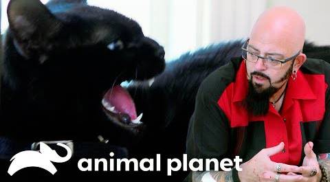 Coco Has a Thirst For Blood | My Cat From Hell | Animal Planet