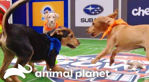 Paw-some Highlights from 20 Years of Puppy Bowls! | Animal Planet