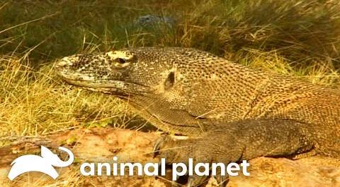 Steve And The Komodo Dragon | The Crocodile Hunter | Animal Planet