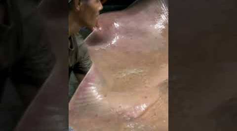 Jeremy Wade catches 400-pound giant freshwater stingray | River Monsters | Animal Planet