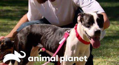Air Force Veteran Reunited With His Canine Companions | Pit Bulls & Parolees | Animal Planet