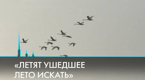 Перелётные птицы Санкт-Петербурга и Ленинградской области