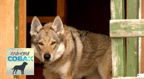 Чехословацкая волчья собака. Планета собак 