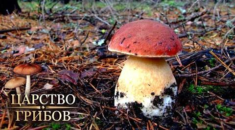 Морозостойкие грибы. Царство грибов