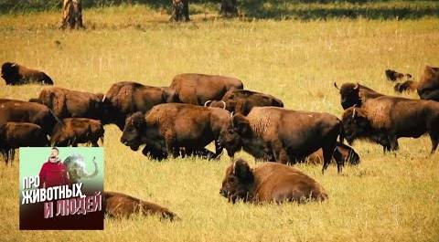 Индейцы и бизоны. Про животных и людей. Фильм 1