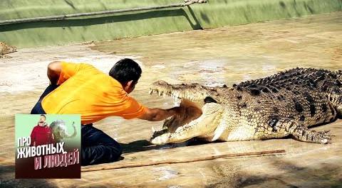 Малайзия. Крокодилы. Фильм 2