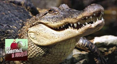 Малайзия. Крокодилы. Фильм 1