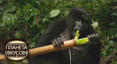 Руанда. Обед с гориллами 